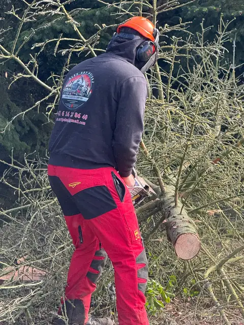 Bomen terugzagen met de kettingzaag
