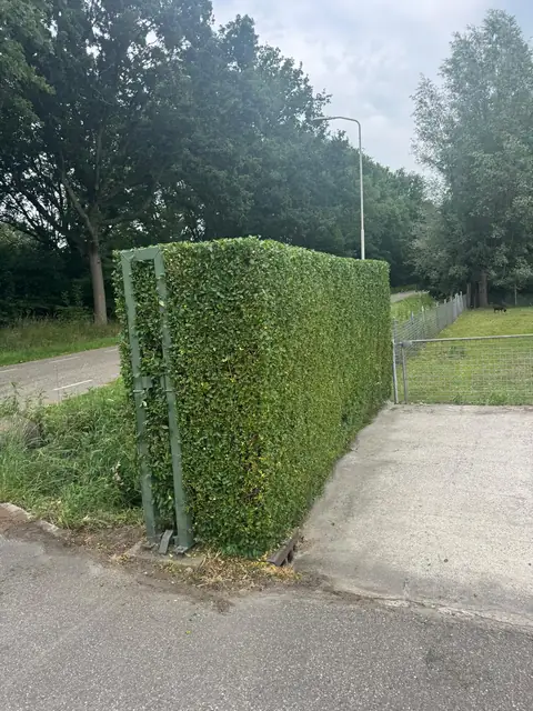Strak gesnoeide haag