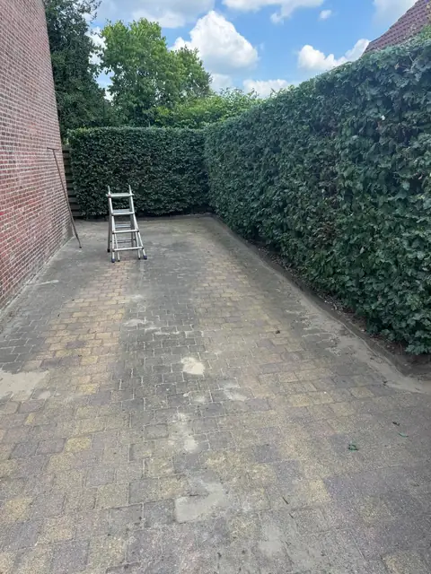 Hoge hagen strak in vorm