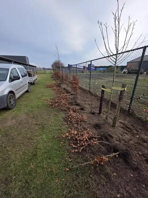 Beukenhaag in een rechte lijn langs het perceel